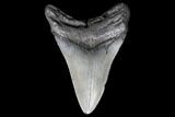 Fossil Megalodon Tooth - South Carolina #130730-2